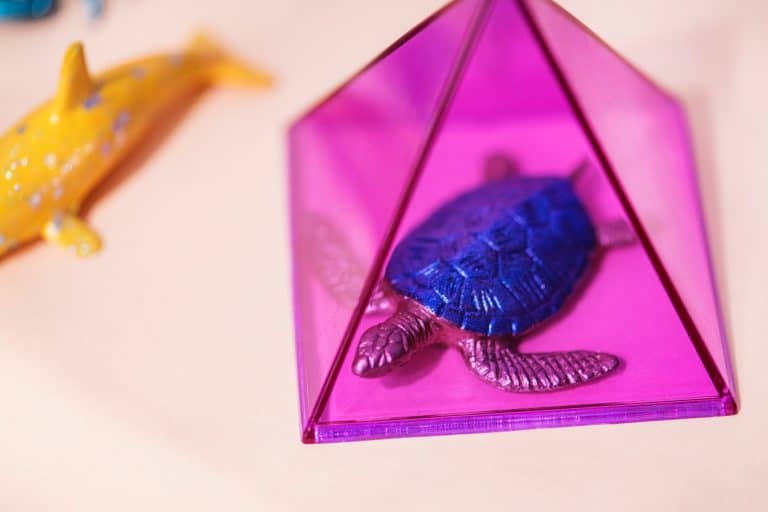 animals-close-up-colors-1154759 - Escape The Place Confessions of an Escape Room Newbie - Escape The Place